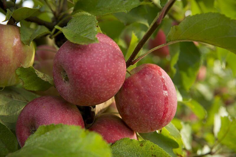 pink lady apples